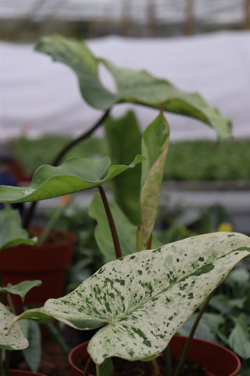 Variegated Plants