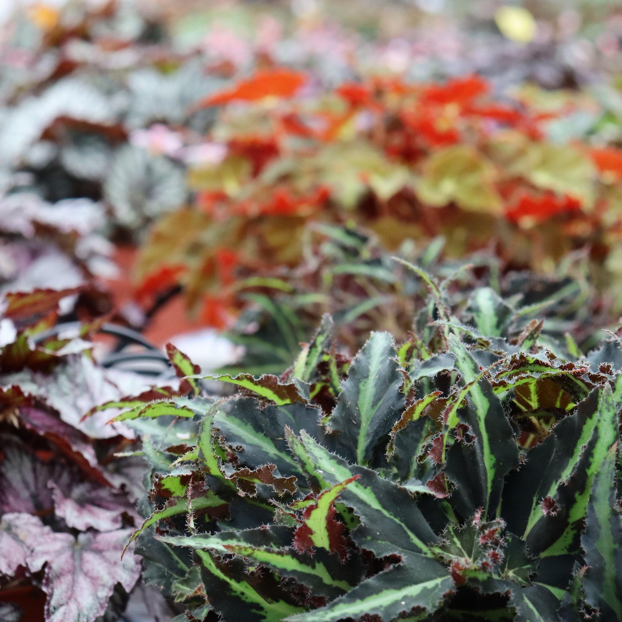 Begonia