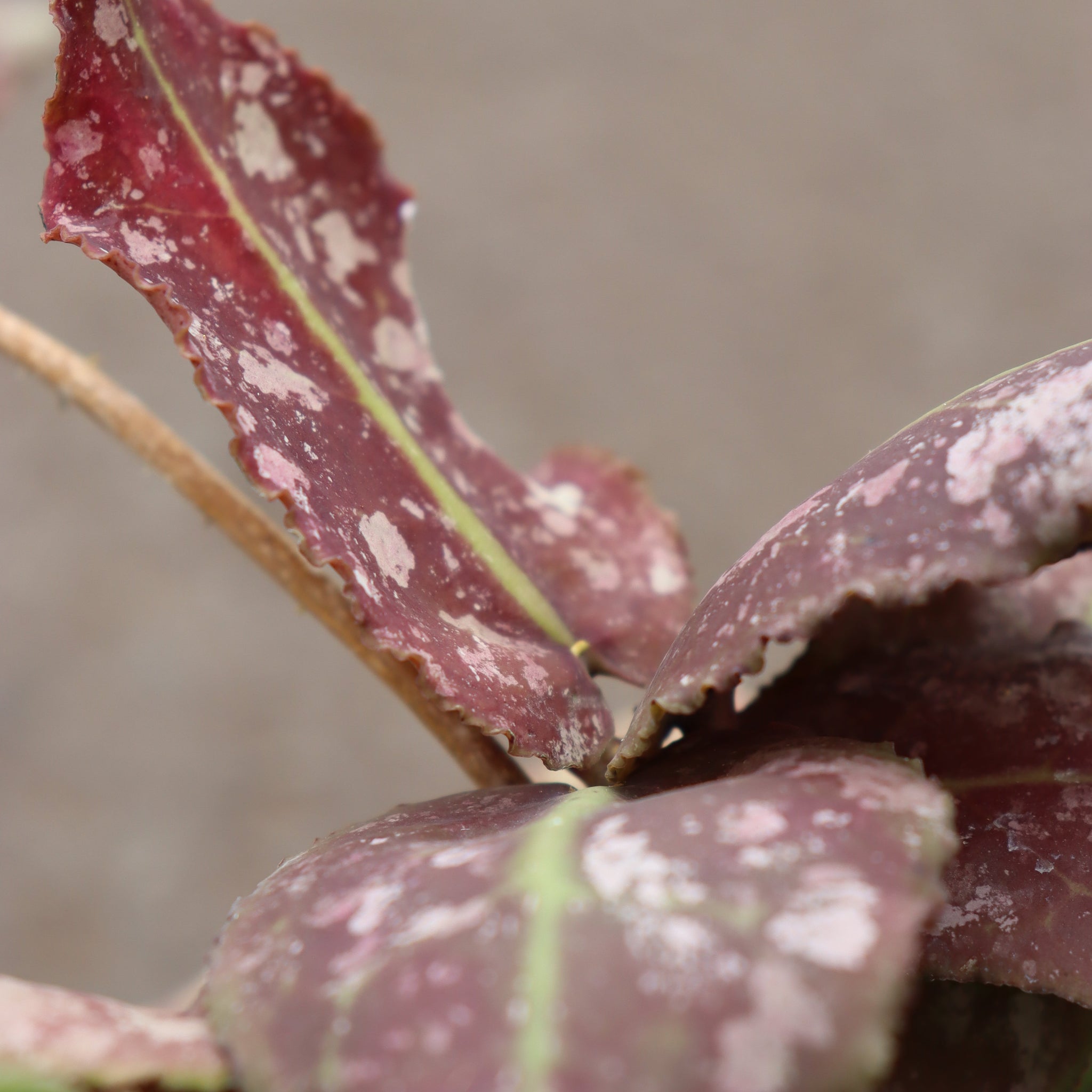 Hoya