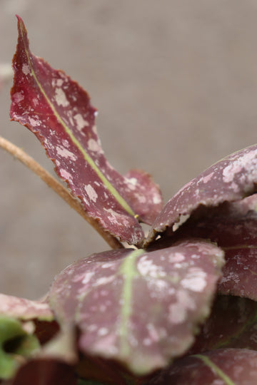 Hoya