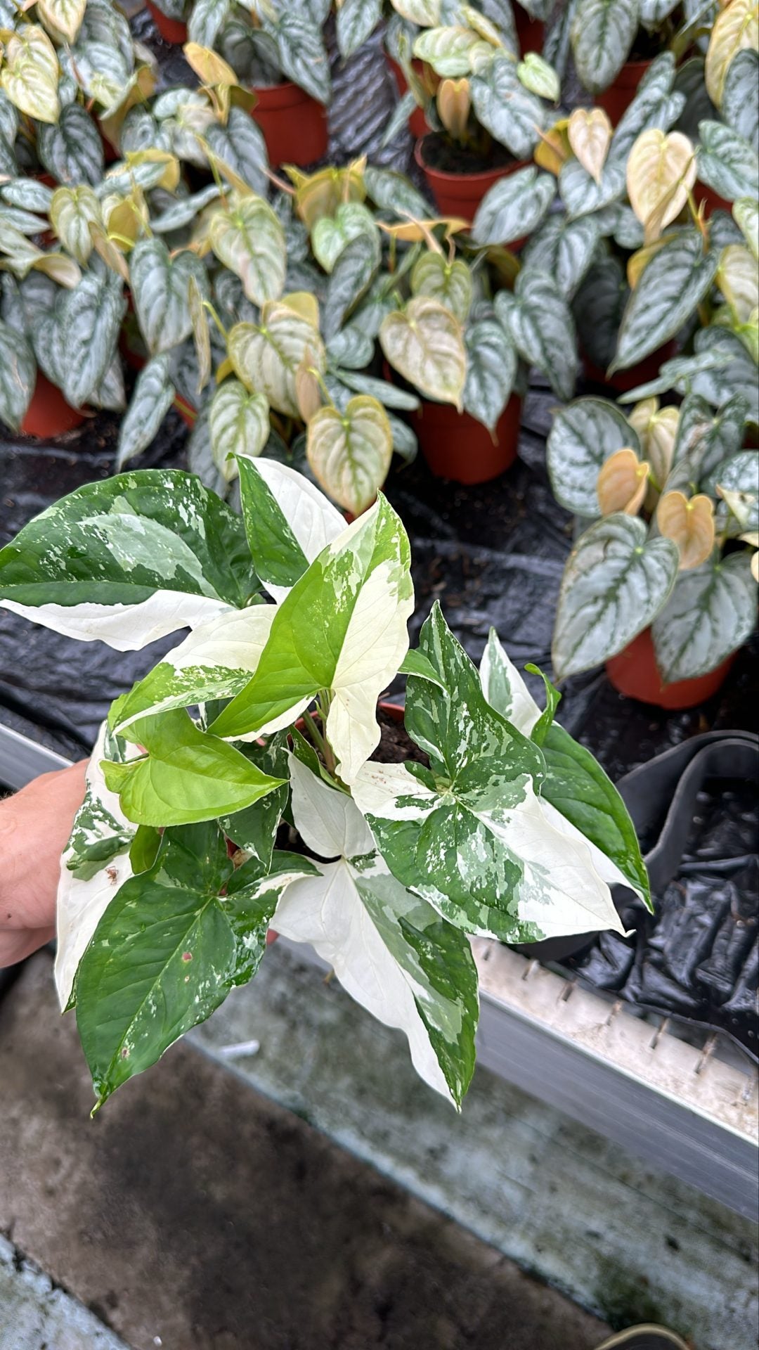 Syngonium Albo panaché