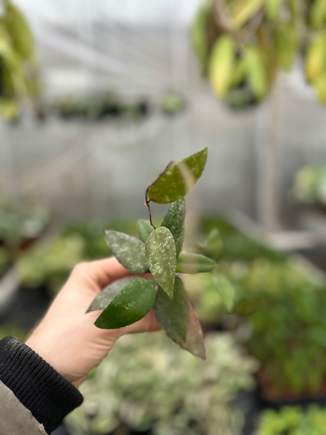 Hoya Caudata Sumatra