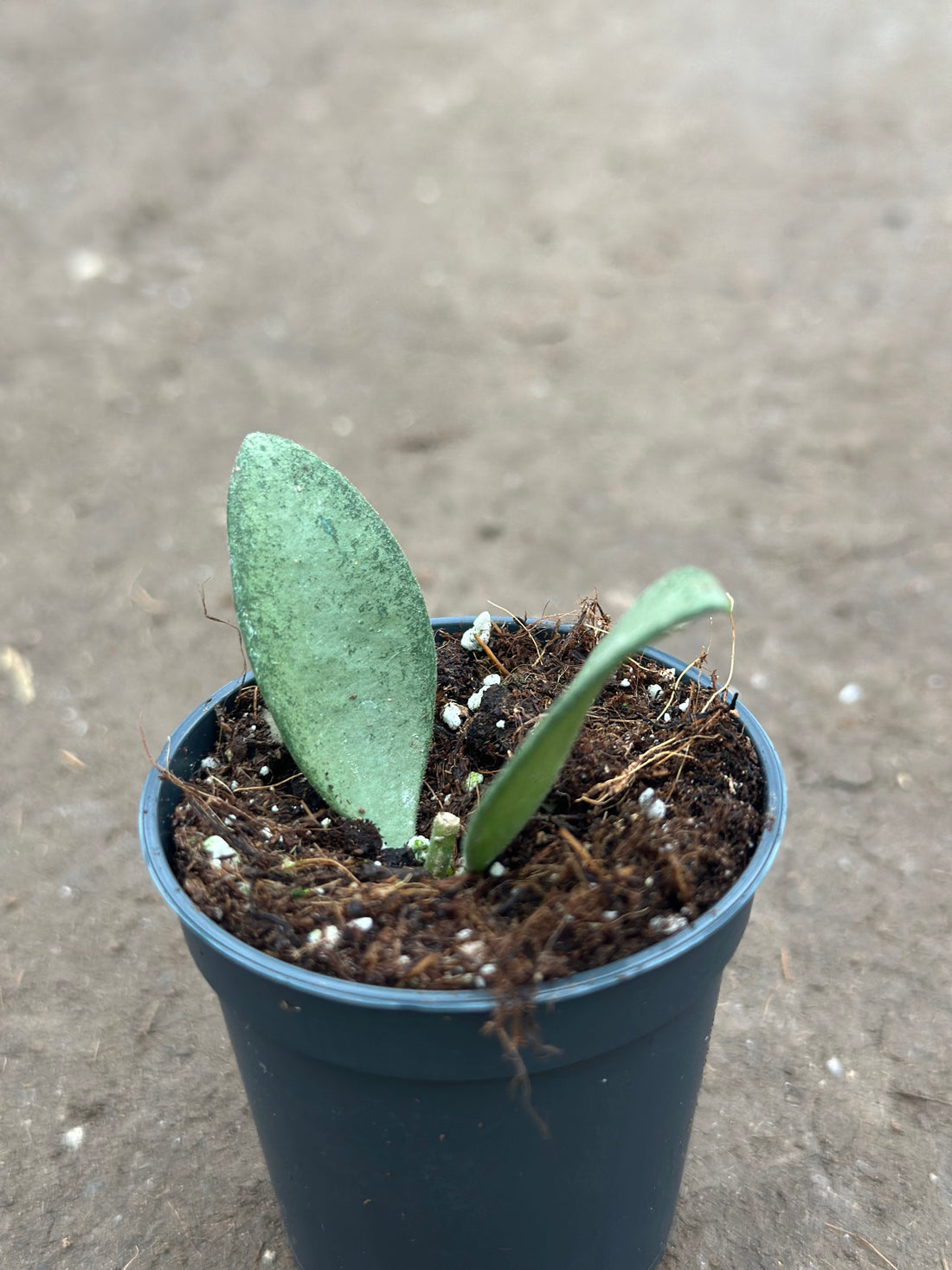 Hoya Nummularioides Silver