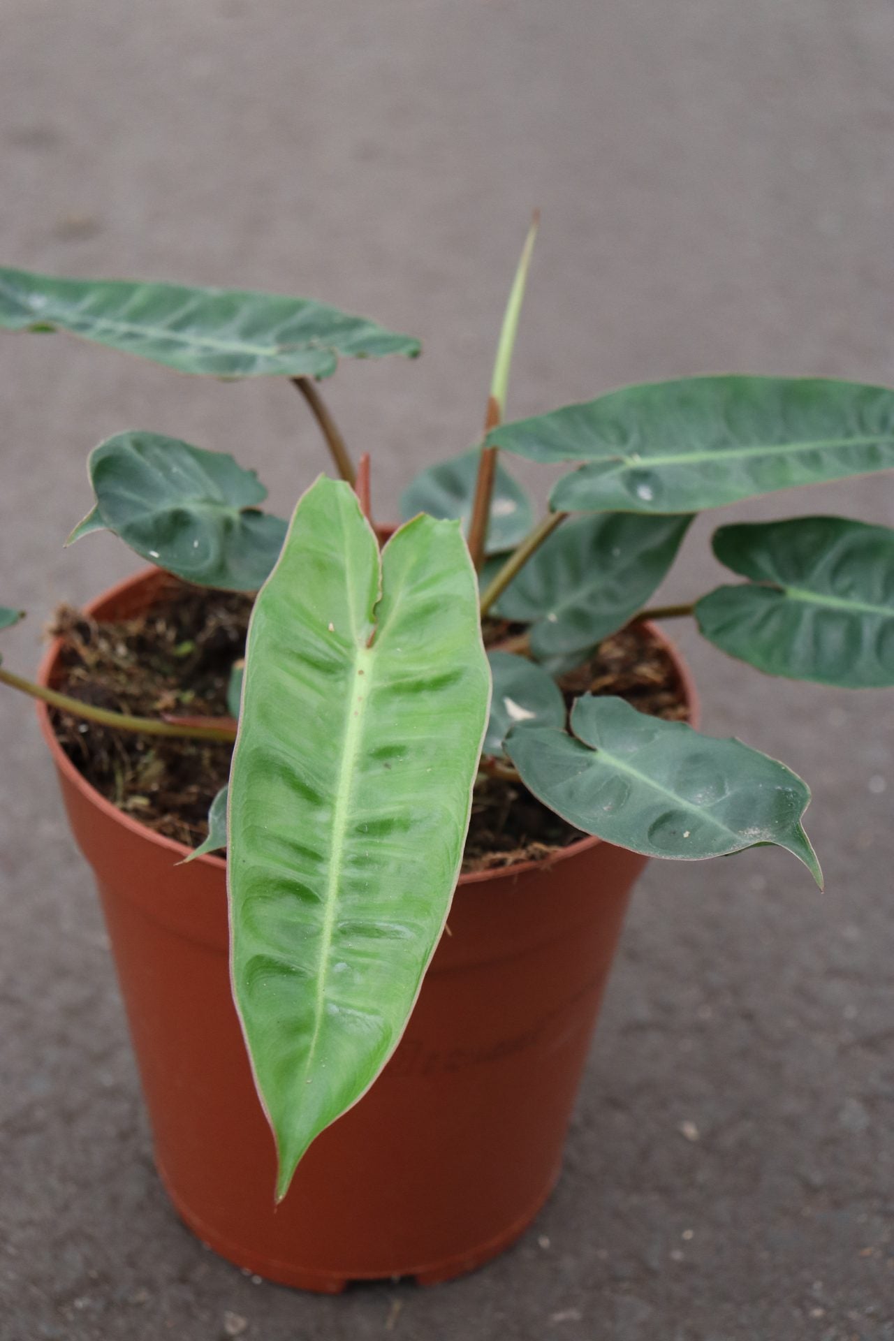 Philodendron Billietiae