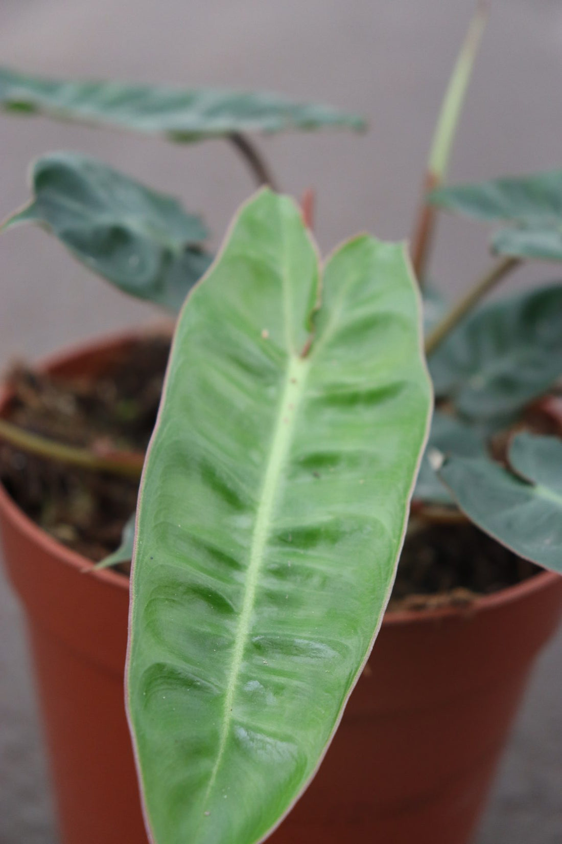 Philodendron Billietiae