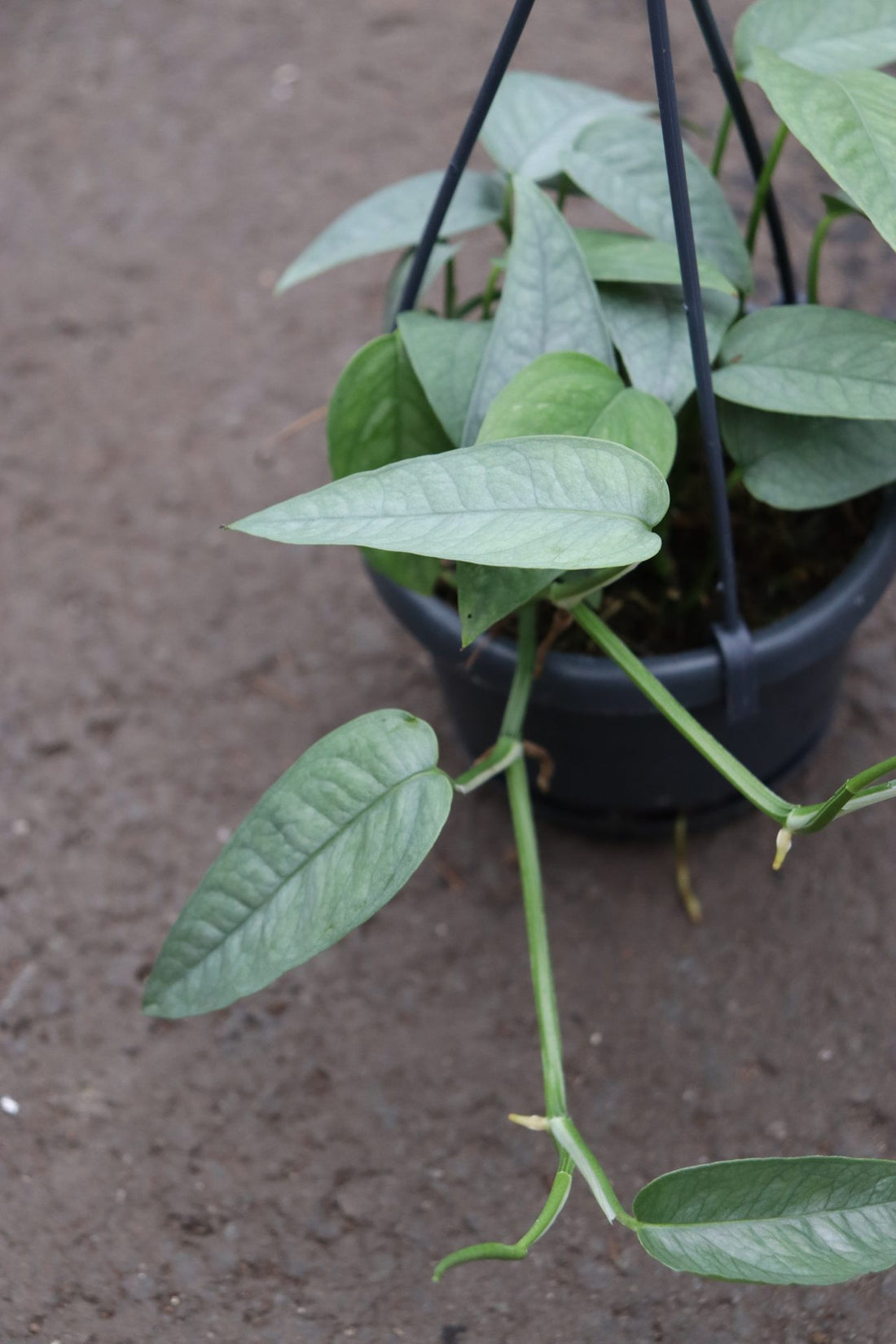 Epipremnum Cebu Blue Hanging Basket