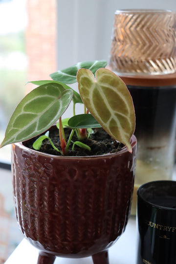 Anthurium Crystallinum Small