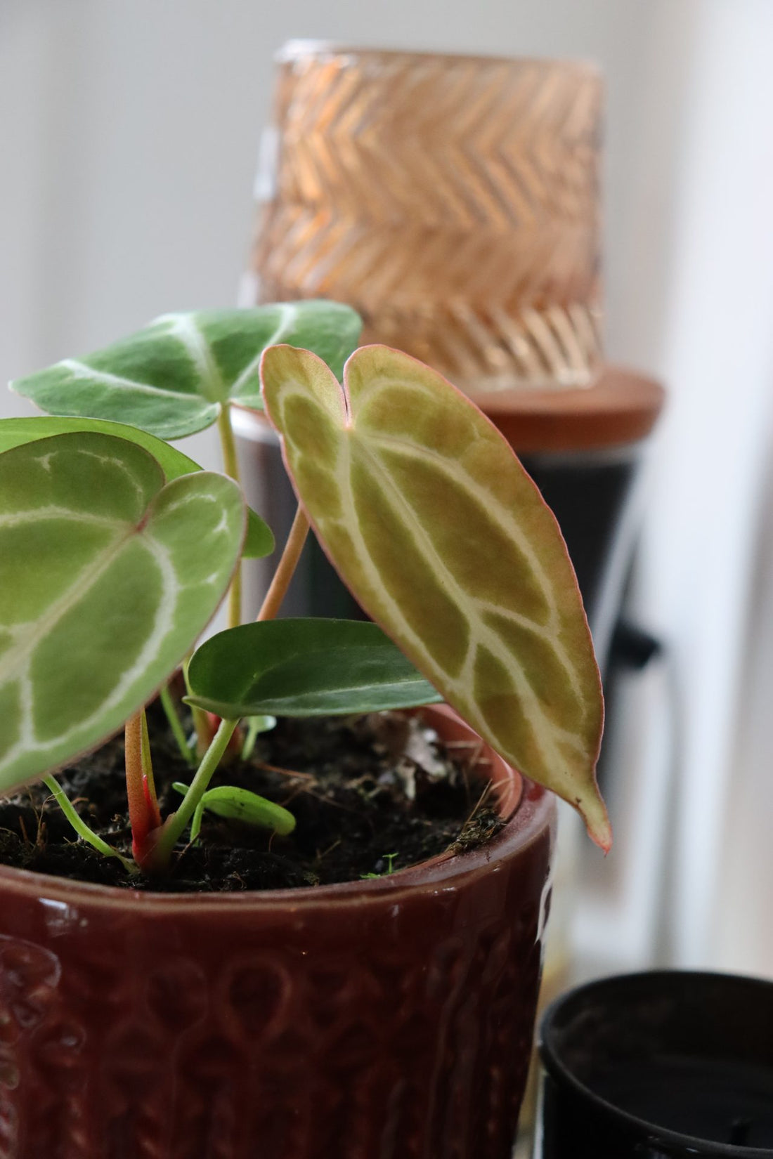 Anthurium Crystallinum Small