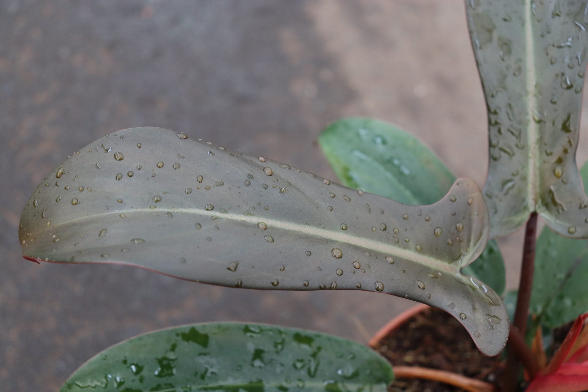 Philodendron Florida Bronze