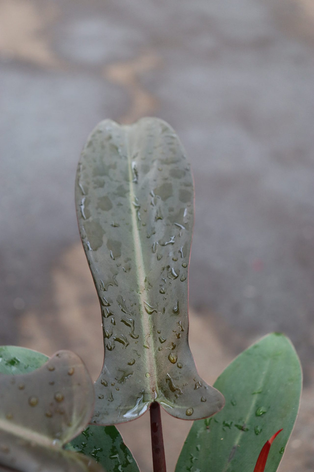 Philodendron Florida Bronze