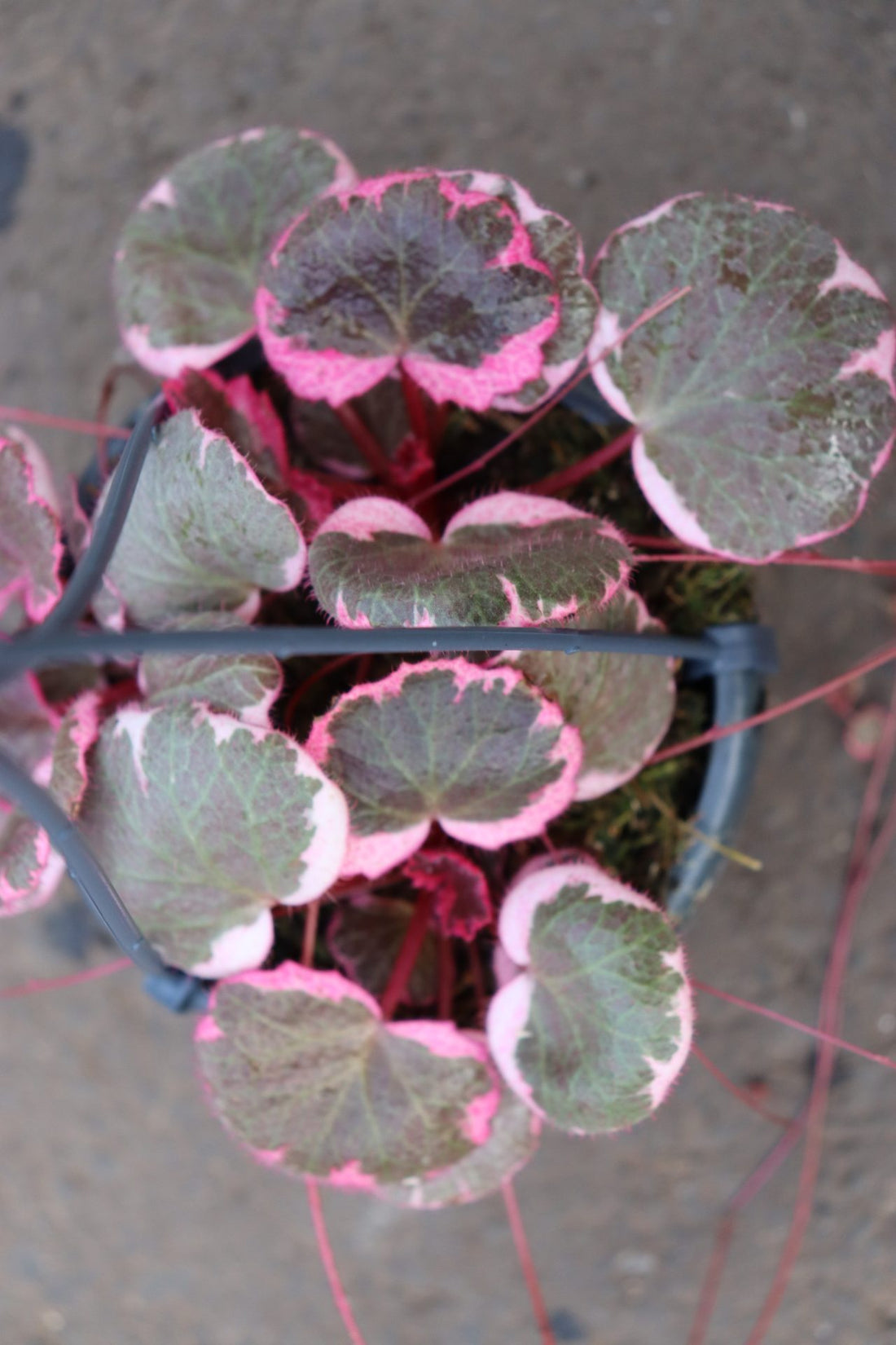 Saxifraga Stolonifera Tricolor