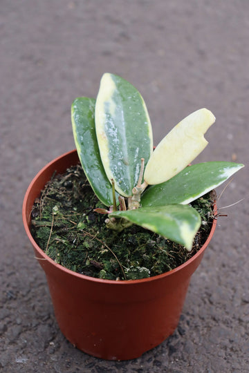 Hoya Verticillata Variegated