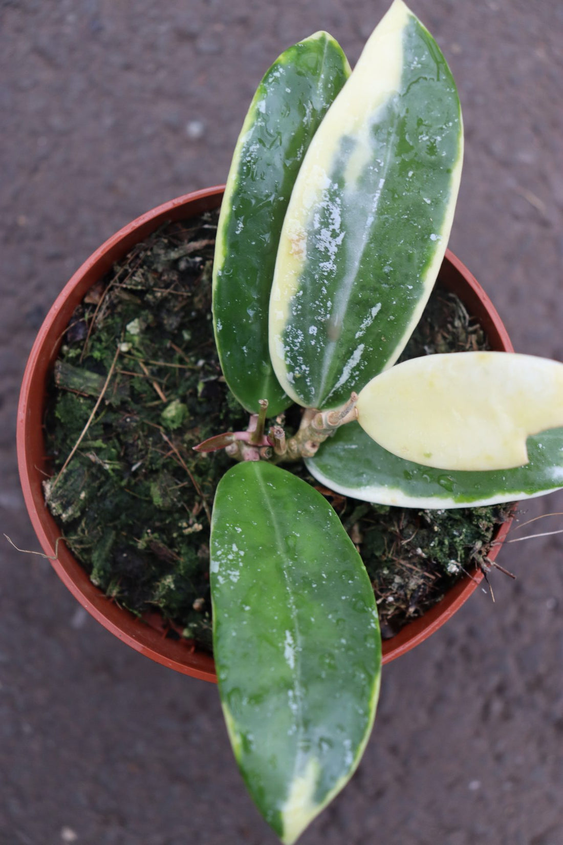 Hoya Verticillata Variegated