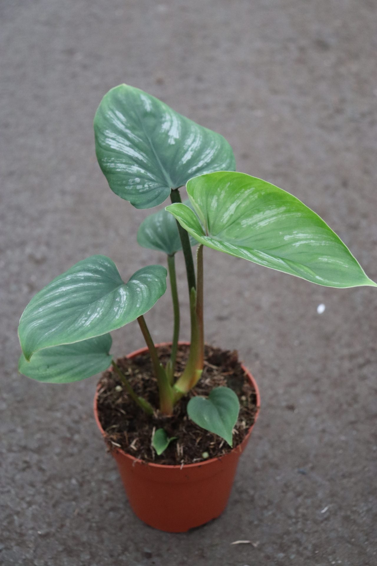 Philodendron Mamei