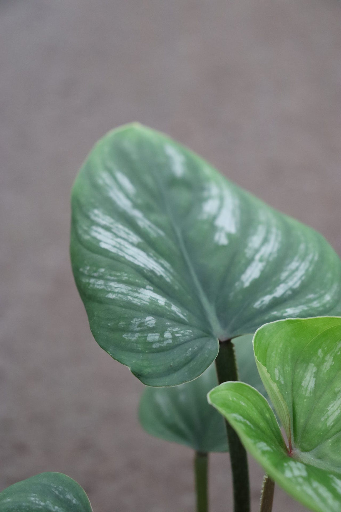 Philodendron Mamei