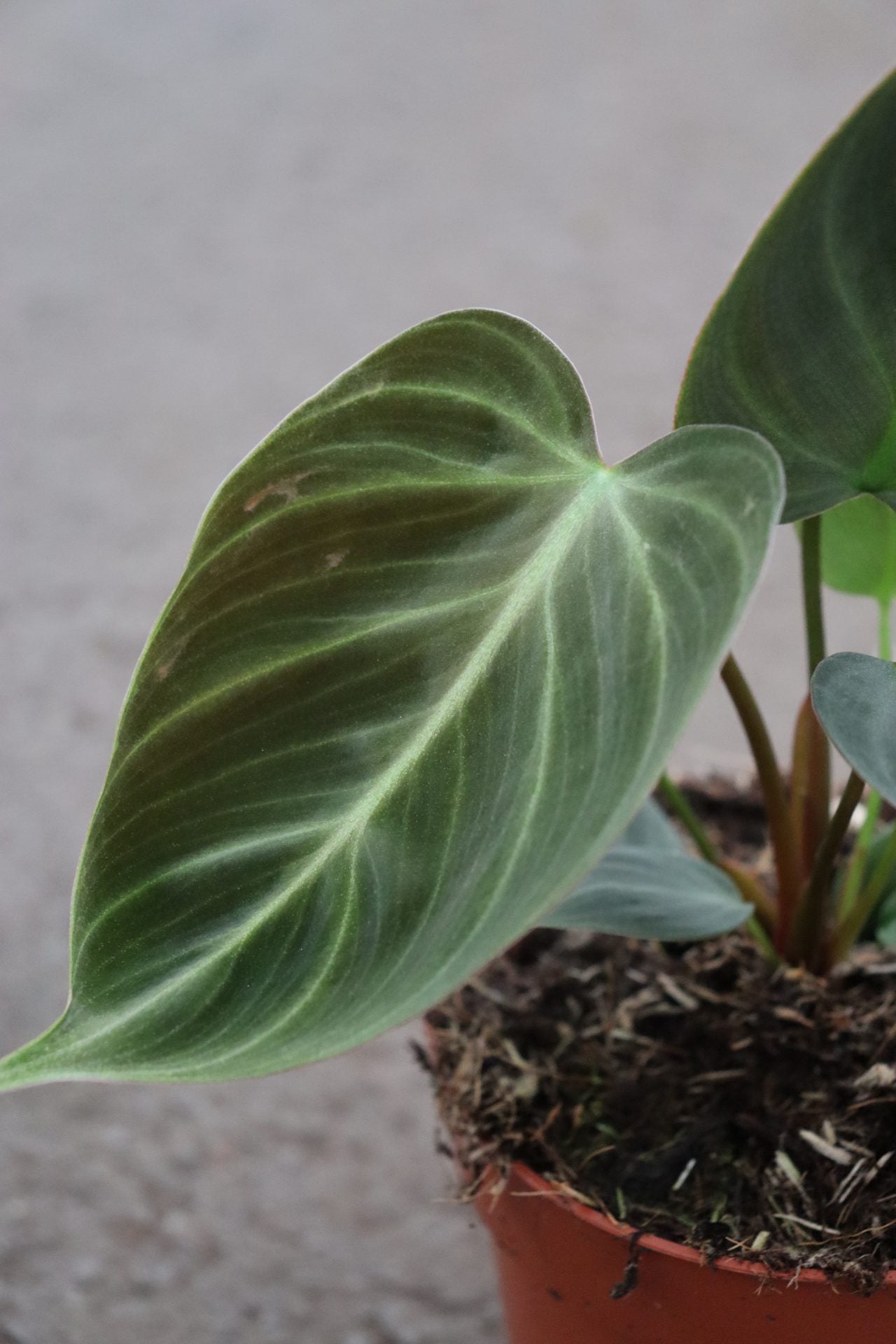 Philodendron El Choco Rouge Petit