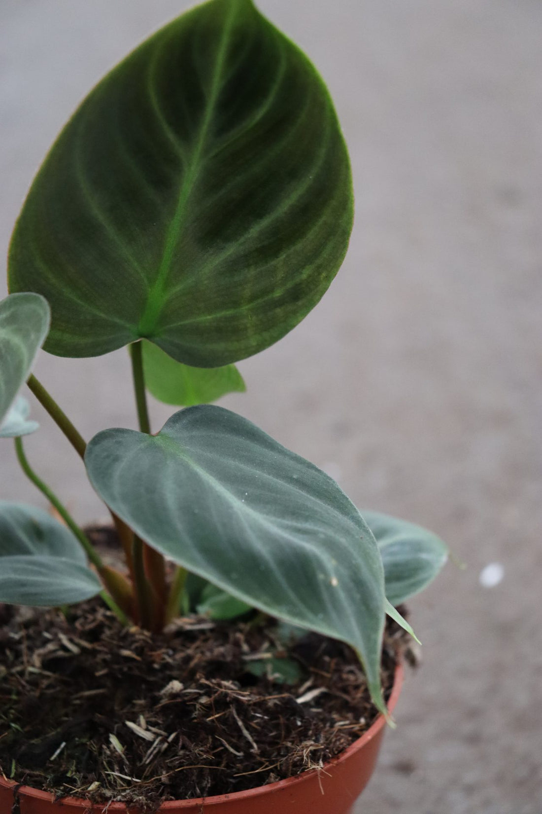 Philodendron El Choco Red Small