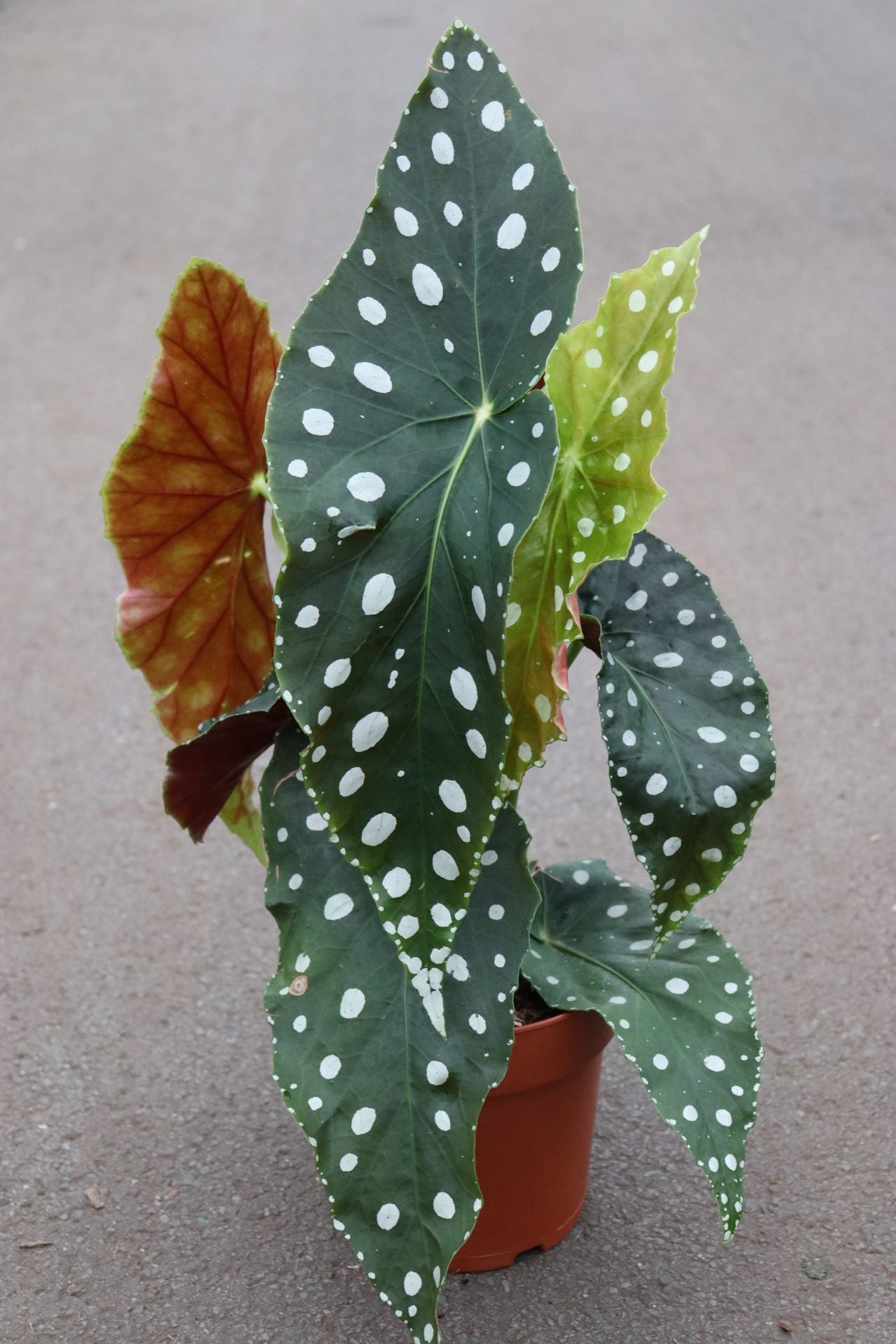 Begonia Maculata Hyrbrid Large Leaf