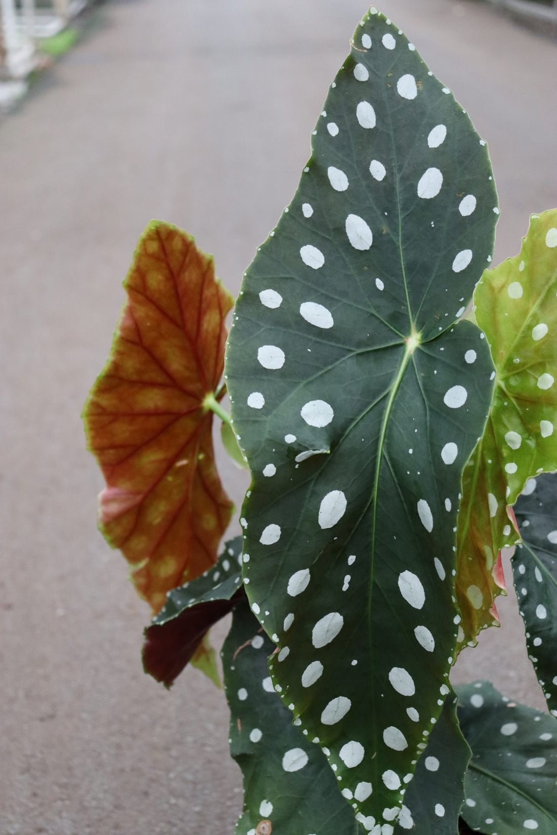 Begonia Maculata Hyrbrid Large Leaf