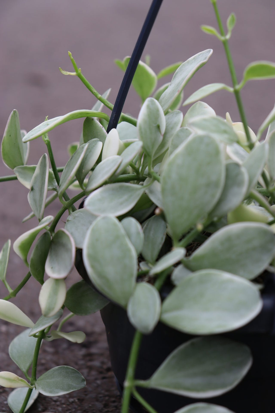 Dischidia Lonantha Variegated