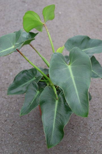 Philodendron Corcovadensis