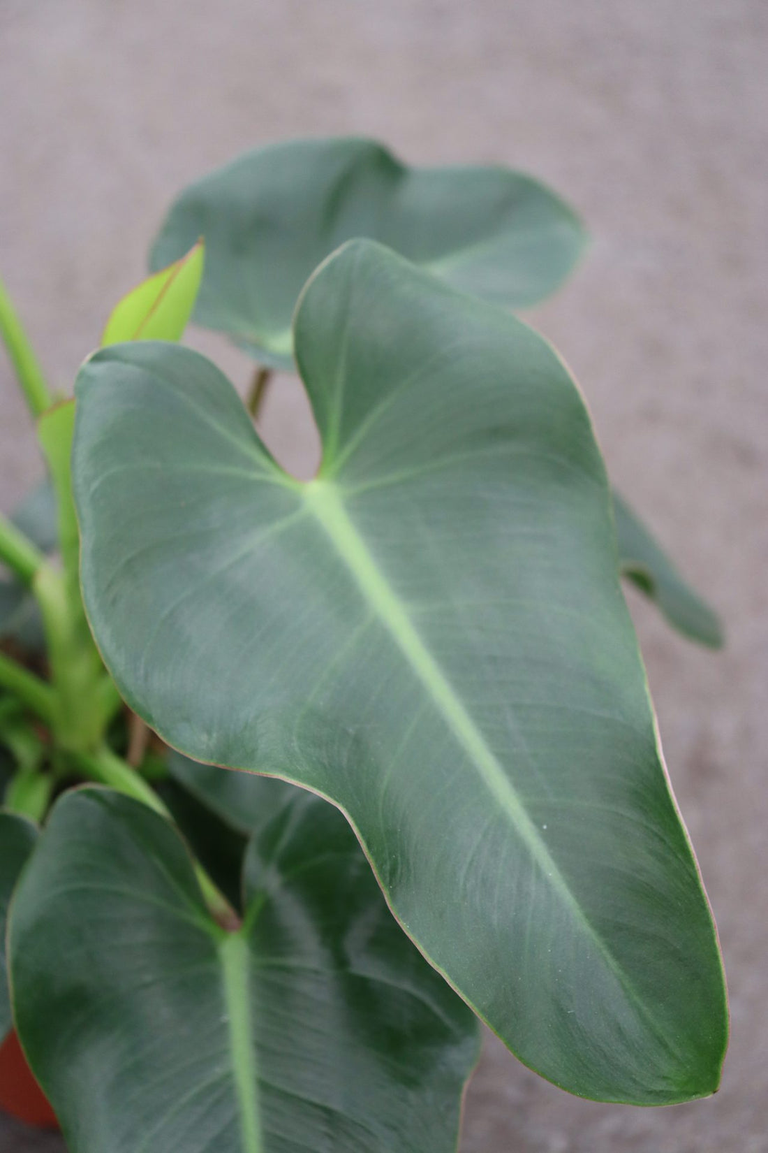 Philodendron Corcovadensis