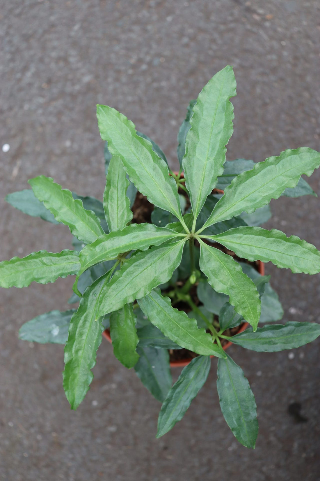 Anthurium Polyschistum