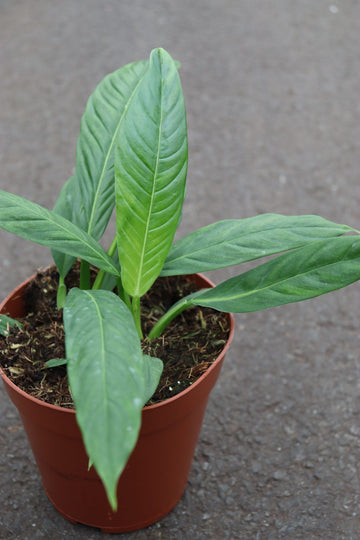 Philodendron Campii