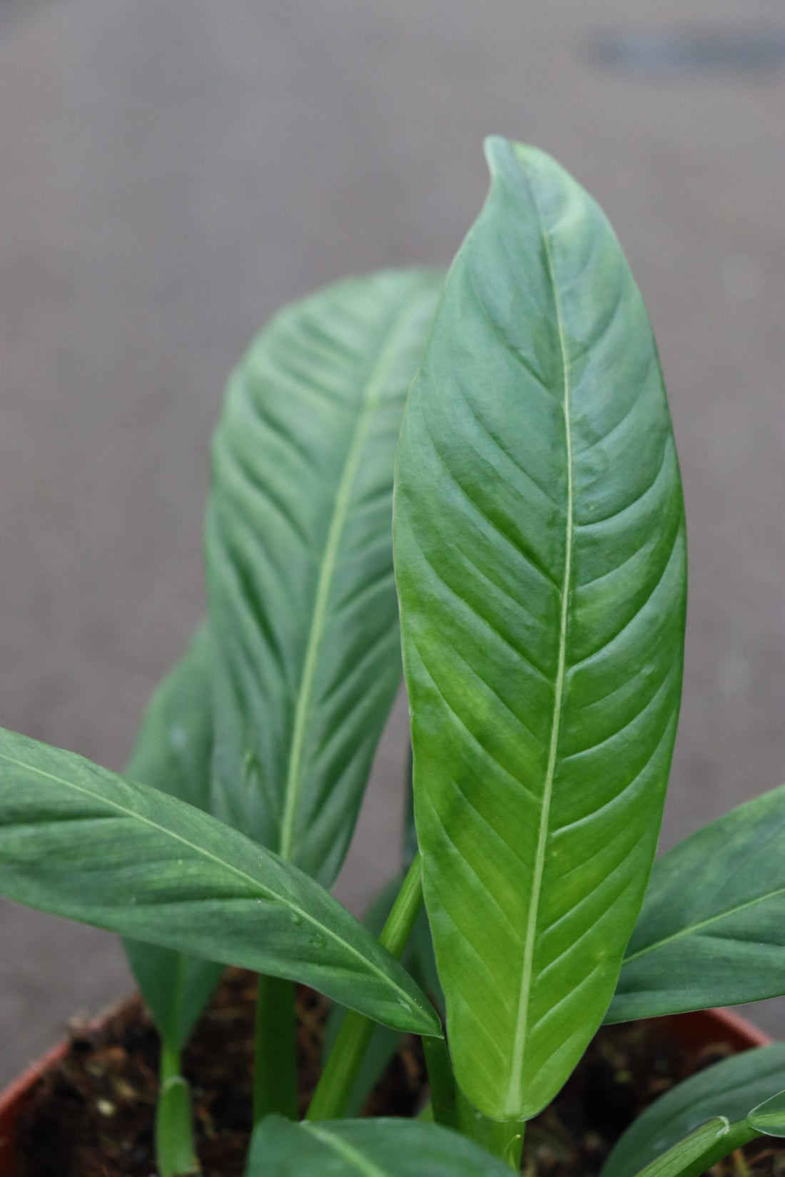 Philodendron Campii