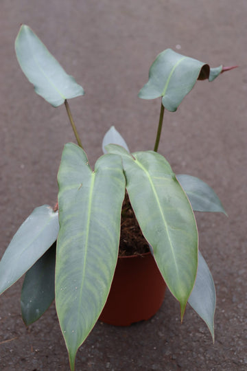 Philodendron Atabapoense Silver