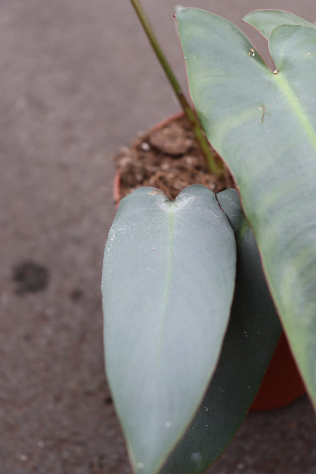 Philodendron Atabapoense Silver