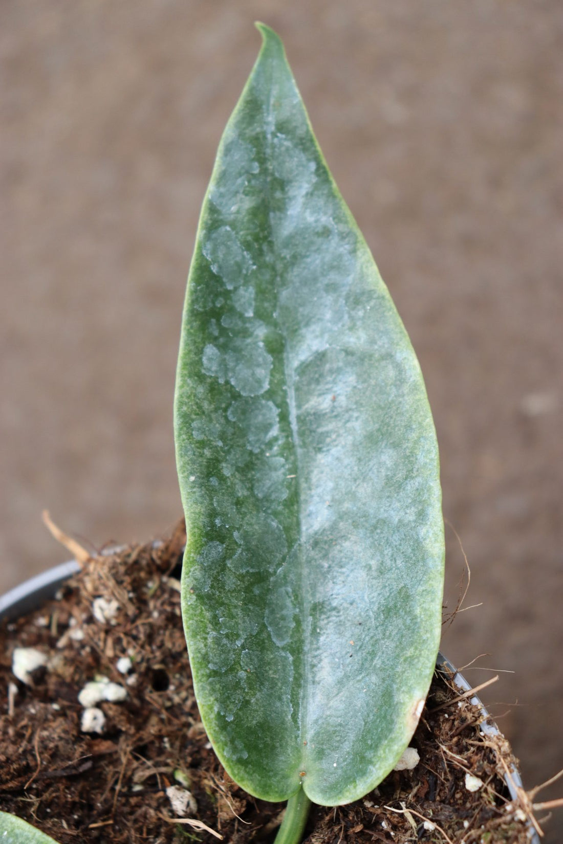 Hoya Archboldiana Albo