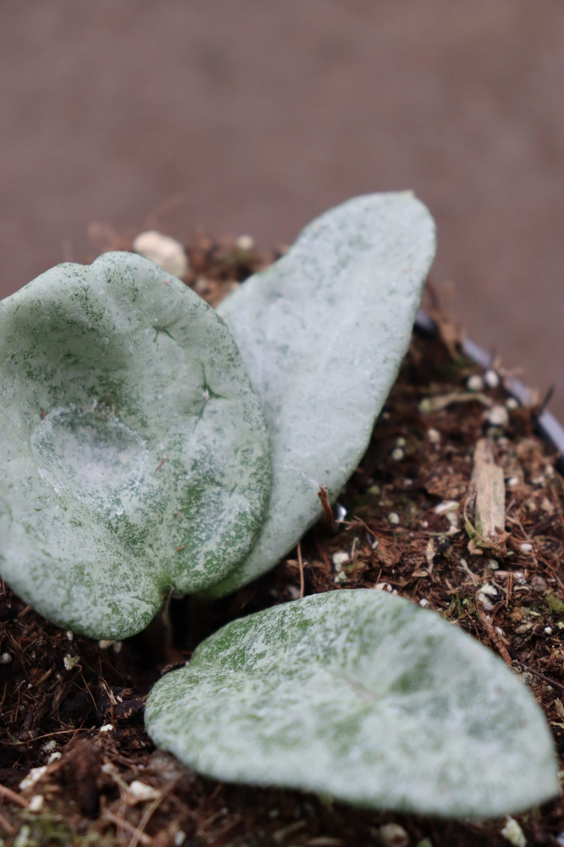 Hoya Carnosa Nova Ghost