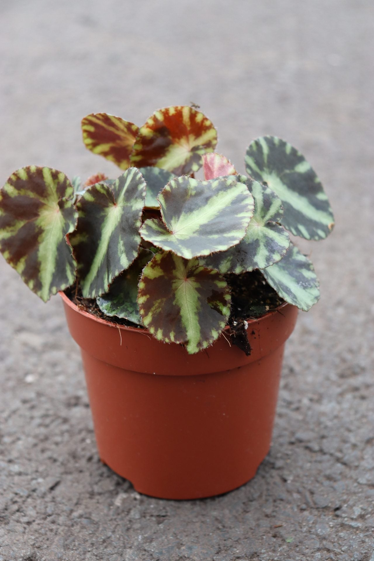 Begonia Cleopatra