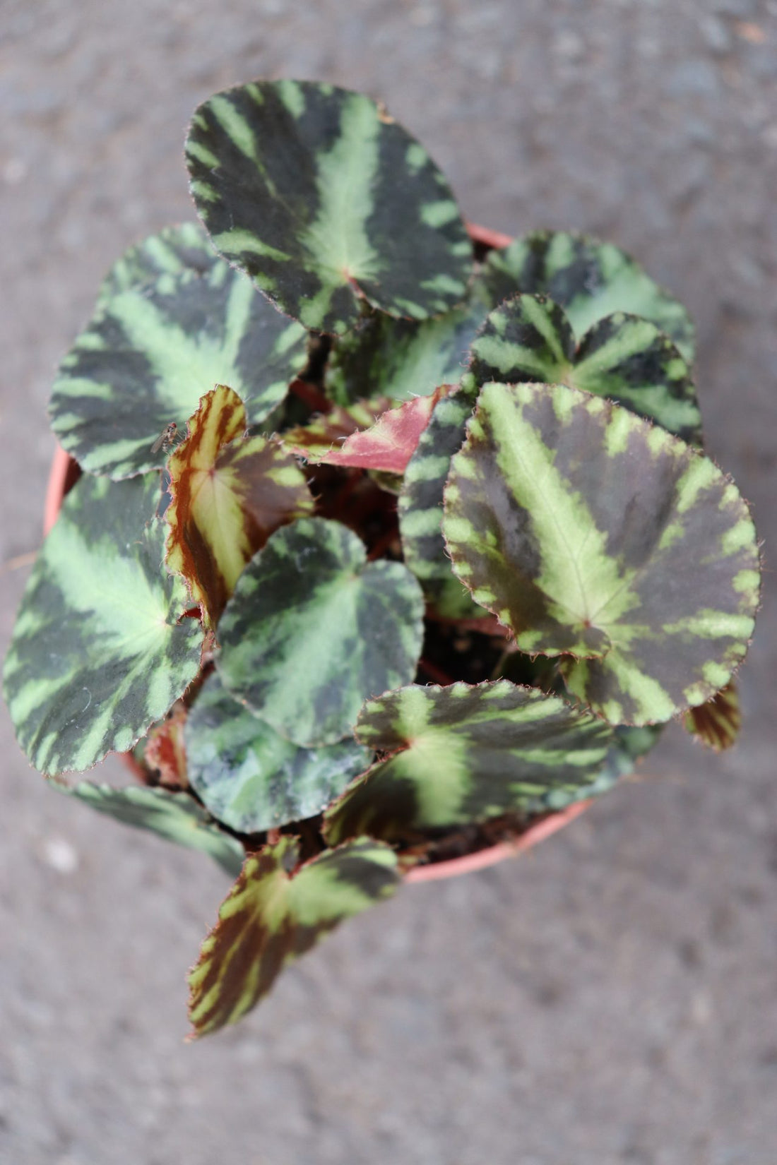 Begonia Cleopatra