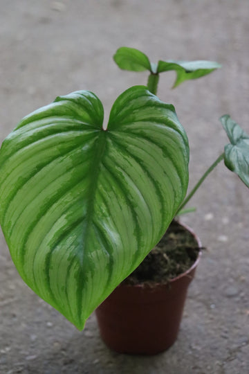 Philodendron Silver Cloud