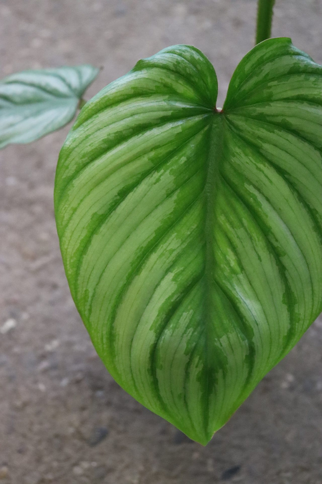 Philodendron Silver Cloud