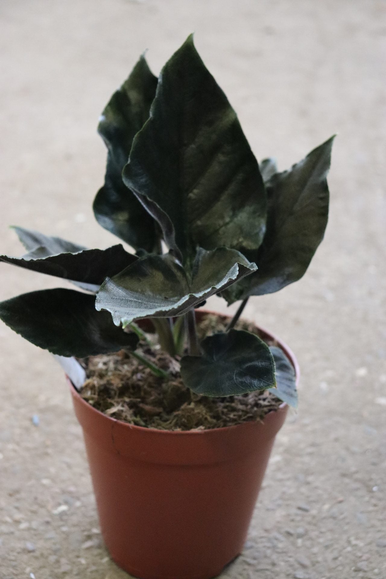 Alocasia Chienlii 'Antoro Velvet