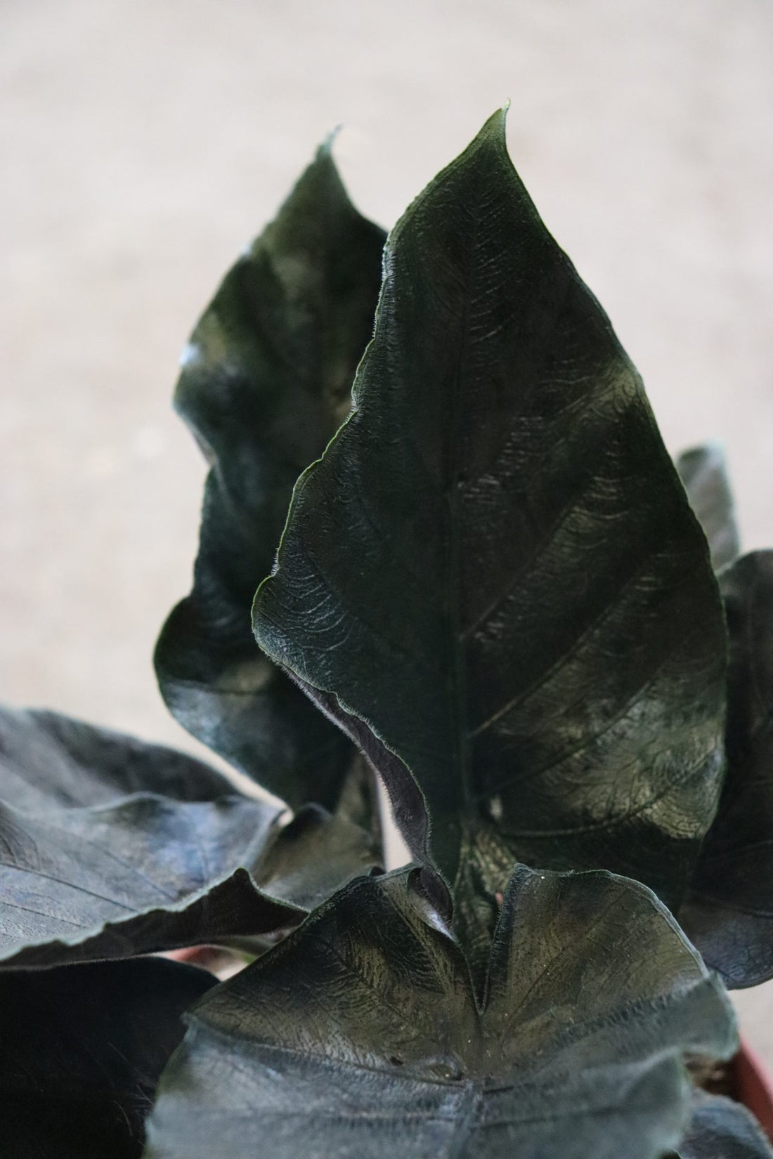 Alocasia Chienlii 'Antoro Velvet