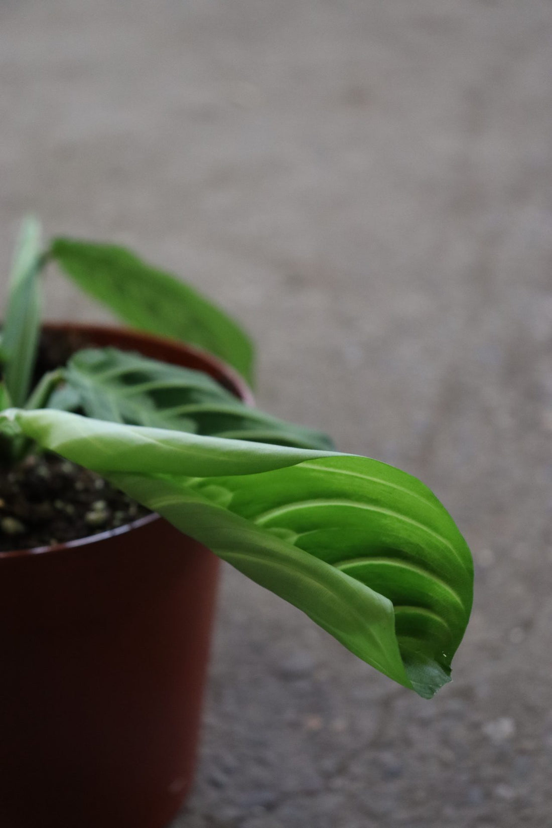 Maranta Lemon Lime