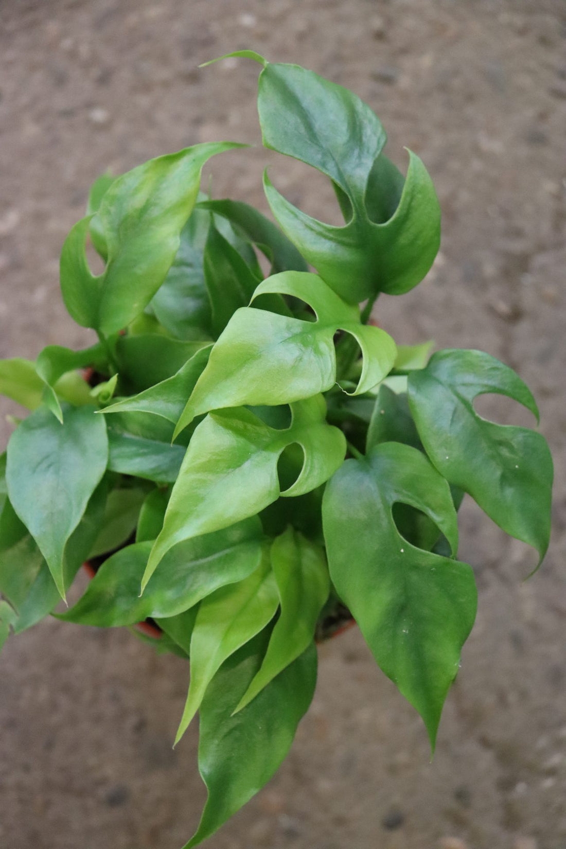 Philodendron Piccalo