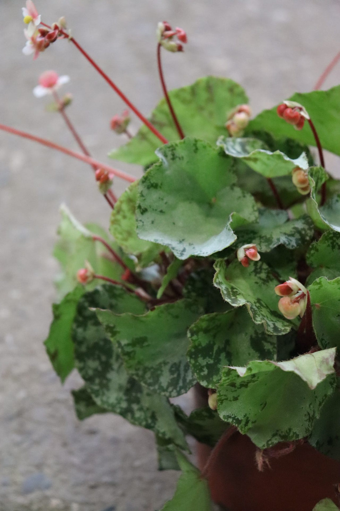 Begonia Luzonensis