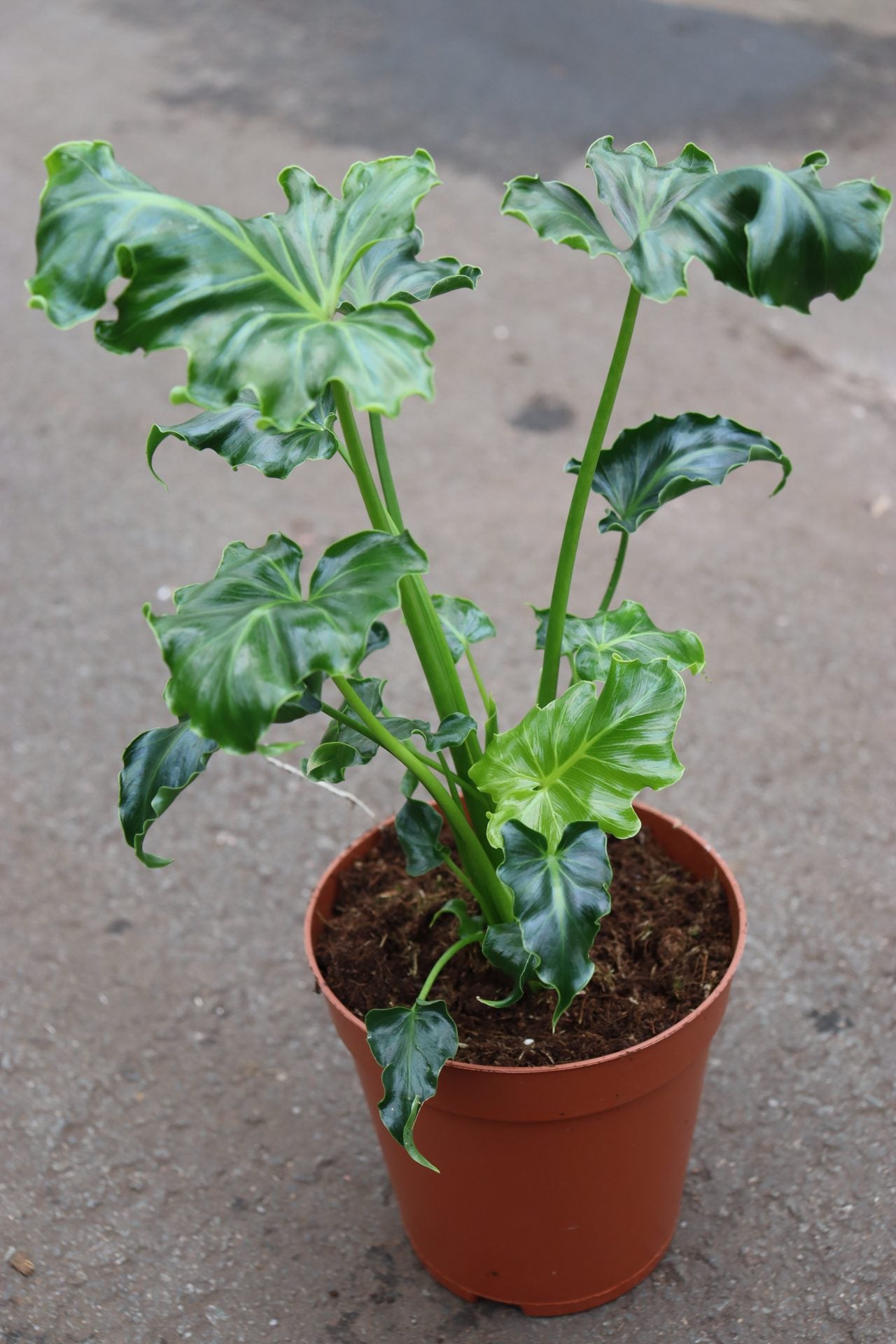 Thaumatophyllum selloum Atlantis (Philodendron)