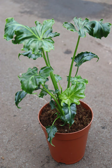 Thaumatophyllum selloum Atlantis (Philodendron)