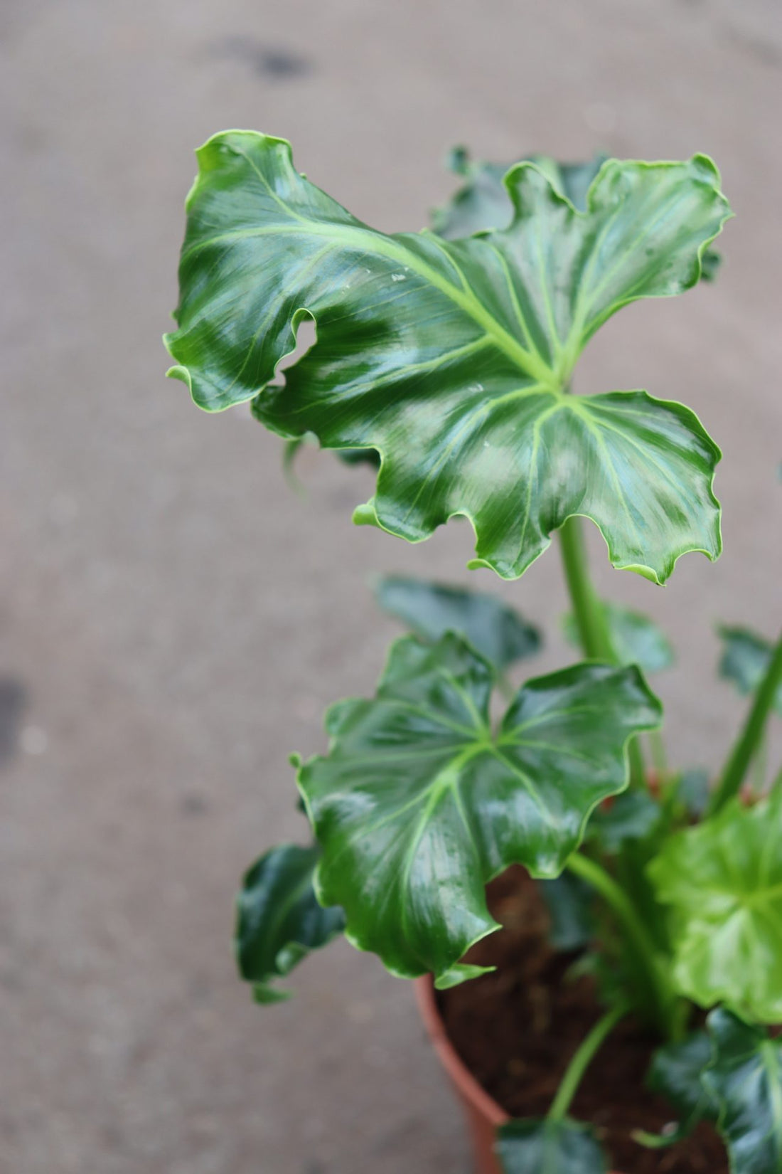 Thaumatophyllum selloum Atlantis (Philodendron)