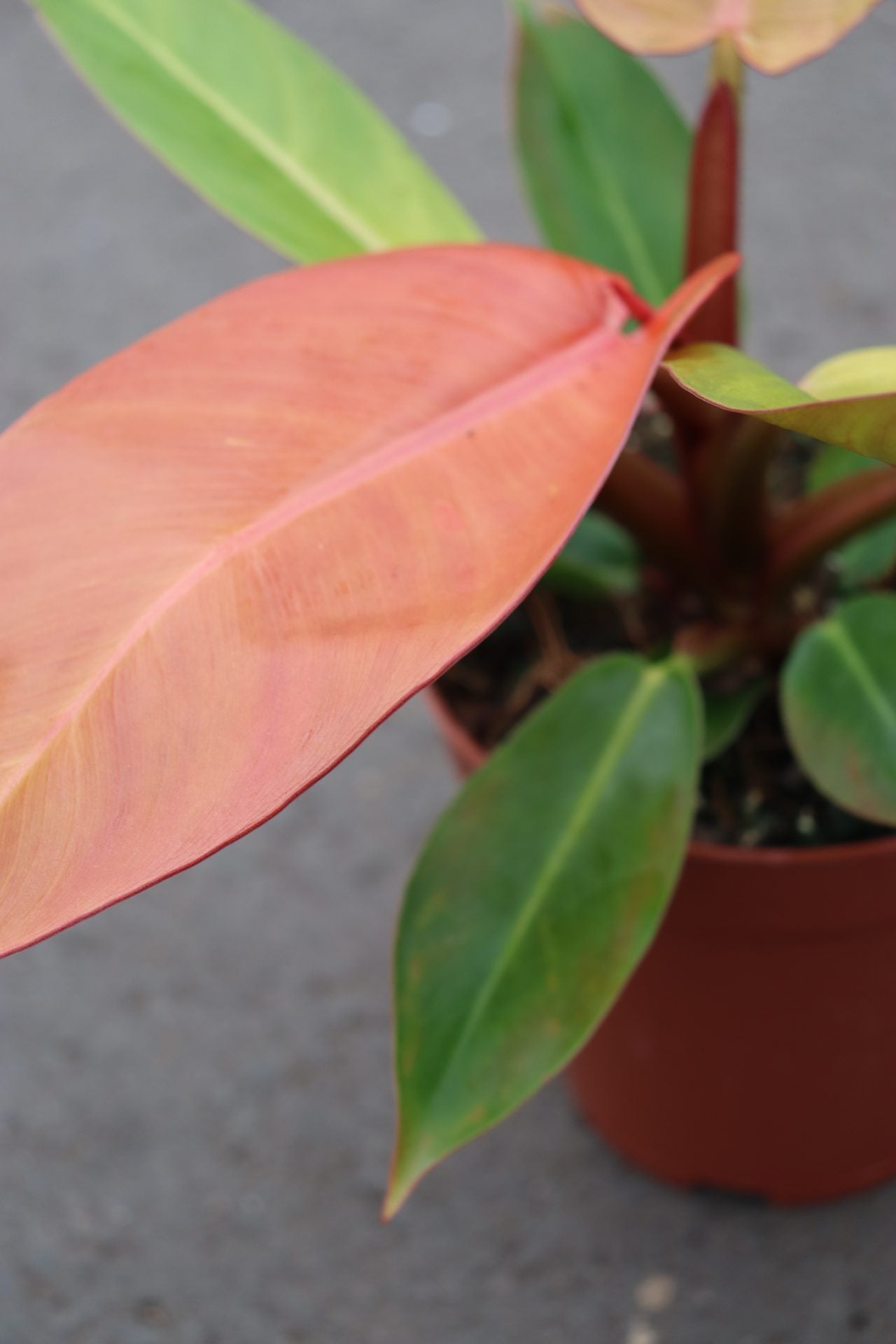 Philodendron Prince of Orange