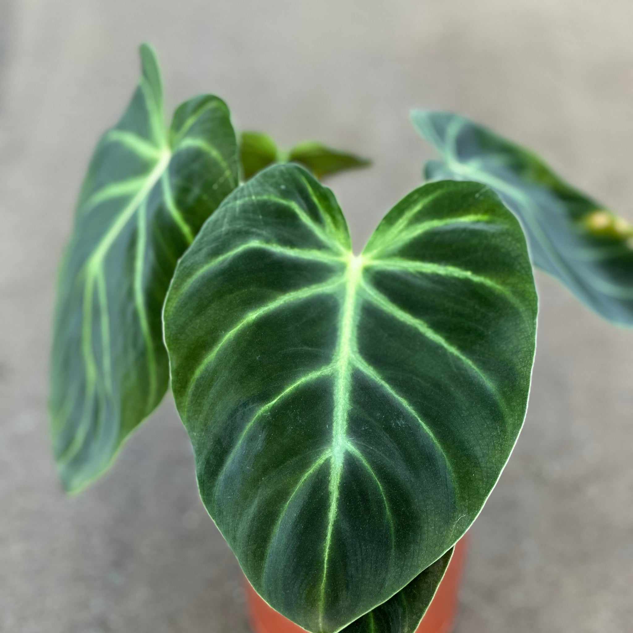 Philodendron Luxurians