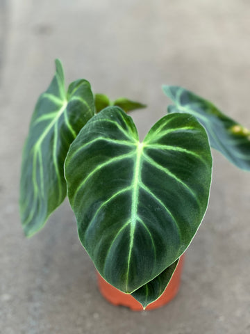 Philodendron Luxurians