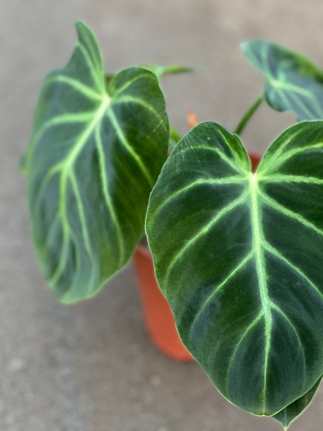 Philodendron Luxurians