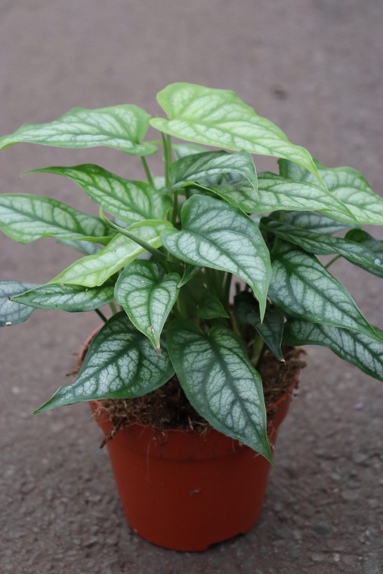 Philodendron Siltepecana